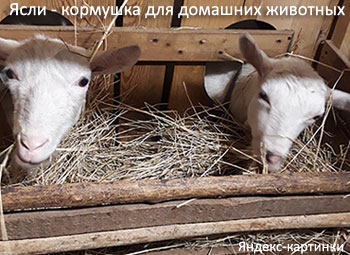 Ясли Ясли